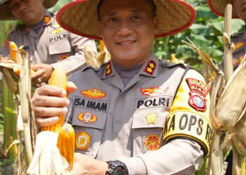 Dukung ketahanan pangan Nasional , Kapolres Rohil Pimpin Panen Raya Jagung,