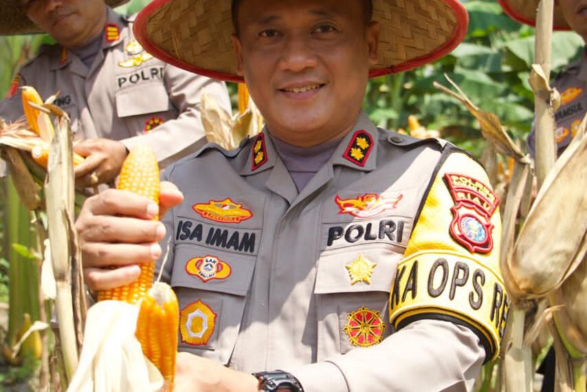 Dukung ketahanan pangan Nasional , Kapolres Rohil Pimpin Panen Raya Jagung,